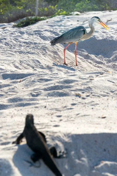 Grande Garça Azul e Iguana — Fotografia de Stock