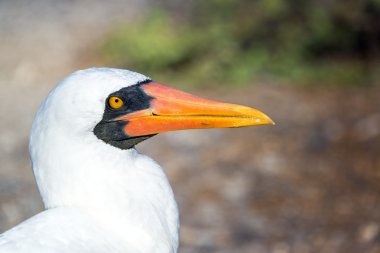 Closeup of the Face of a Nazca Booby clipart