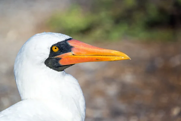 Closeup of the Face of a Nazca Booby — Stock Photo, Image