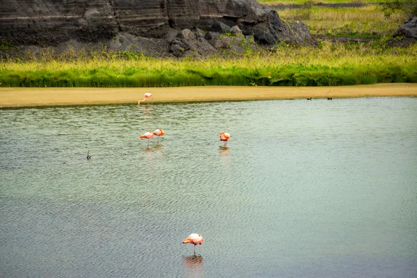 Cinco flamingos — Fotografia de Stock