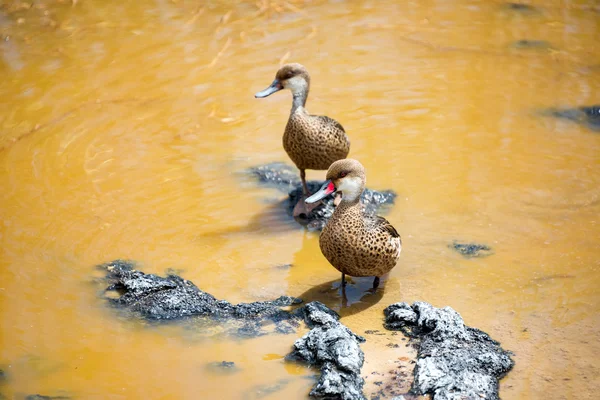 Iki beyaz yanaklı pintails — Stok fotoğraf