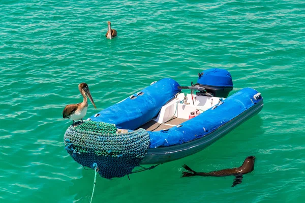 Pelikan auf einem Schlauchboot — Stockfoto