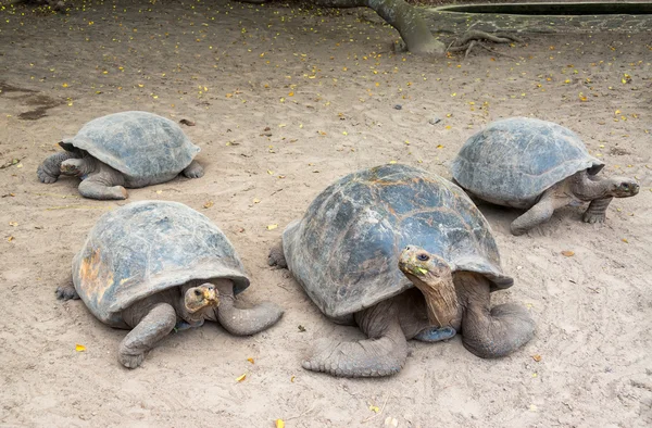 四个巨型陆龟 — 图库照片