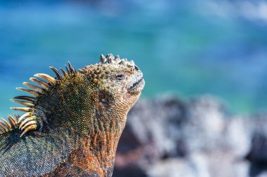 Marine Iguana and Blue Background in Galapagos clipart