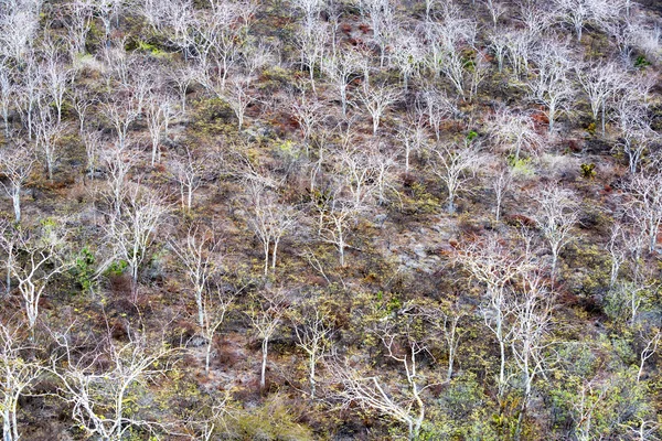 Dead Trees in Galapagos — Φωτογραφία Αρχείου