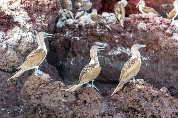 Three Blue Footed Boobies — Stock Photo, Image