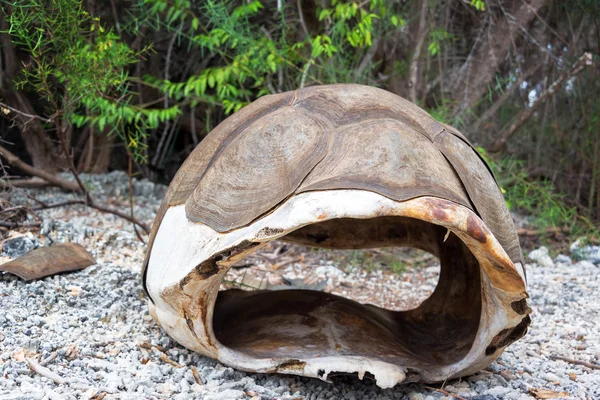Shell of Dead Giant Tortoise in Galapagos — Stock Photo, Image