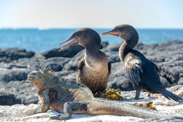 Flightless Cormorants and Marine Iguana — Stock Photo, Image