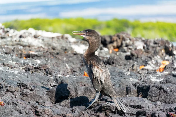 Flightless Cormorant in Galapagos — Stock Photo, Image