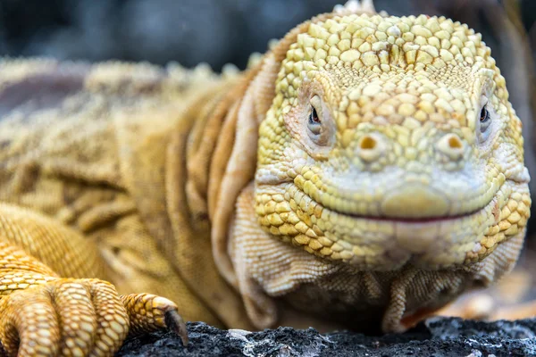 Tierra de Galápagos Iguana Face —  Fotos de Stock