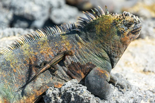 Lagarto em uma Iguana em Galápagos — Fotografia de Stock
