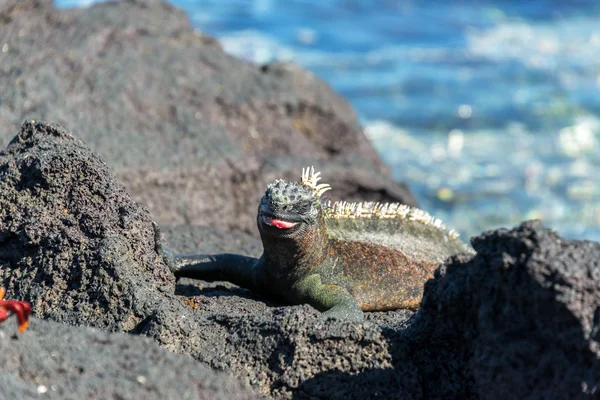 Iguana marina sin lengua —  Fotos de Stock