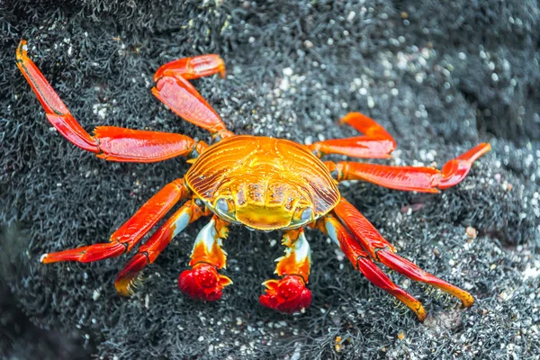 Sally Lightfoot Crab in Galapagos — Stok fotoğraf