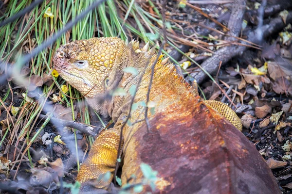 Iguana de tierras amarillas de Galápagos —  Fotos de Stock