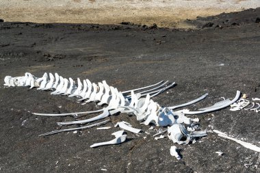 Whale Bones clipart