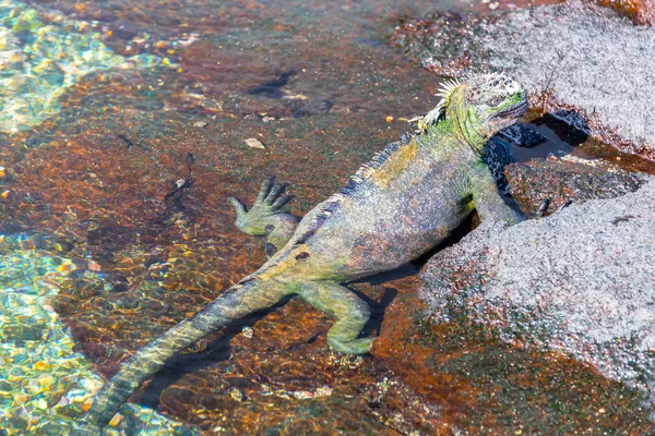 Морская игуана и вода — стоковое фото