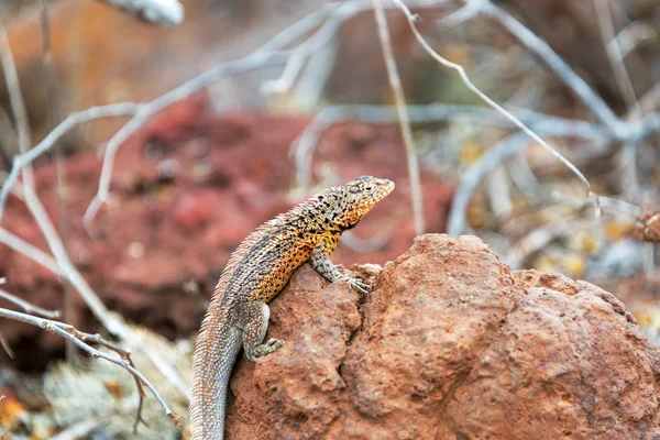 Lagarto de lava en una roca — Foto de Stock