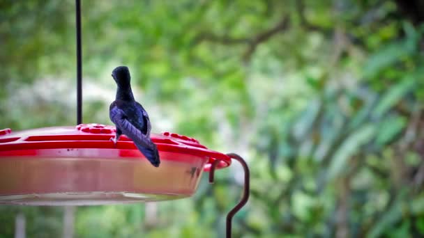 Hummingbirds Primo piano — Video Stock