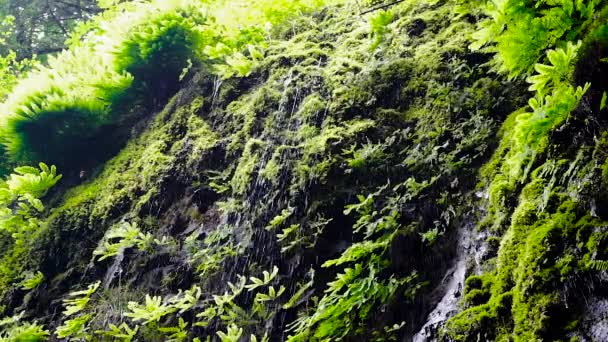 Acqua che gocciola giù da un muro di pietra — Video Stock