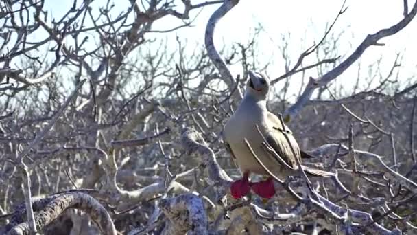 Red Footed Booby на Галапагосских островах — стоковое видео