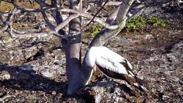 Nazca booby em Galápagos — Vídeo de Stock