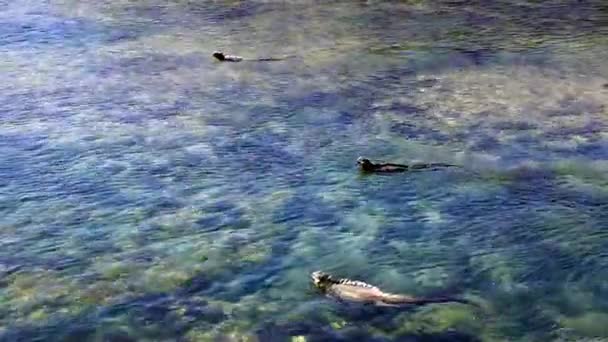 Yüzme Deniz İguanalar — Stok video