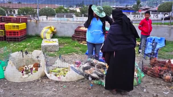 Otavalo, Ekwador targ zwierzęcy — Wideo stockowe