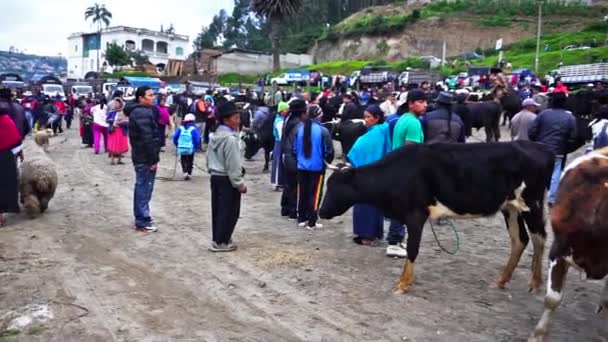 Targ zwierzęcy w: Otavalo — Wideo stockowe