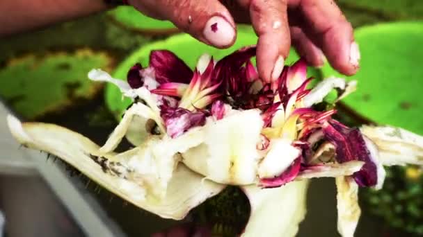 Bugs sortant d'une fleur de lotus — Video