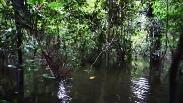 Selva Passando — Vídeo de Stock