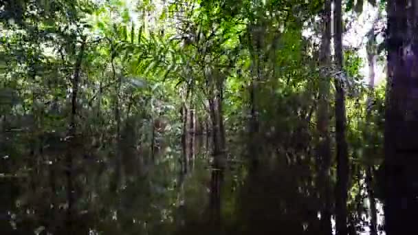 Se déplacer dans la jungle — Video