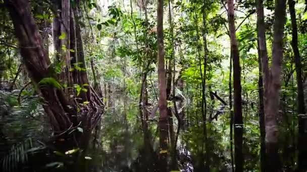 Passando pela selva — Vídeo de Stock