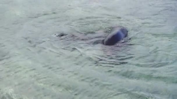 Playful Sea Lions — Stock Video