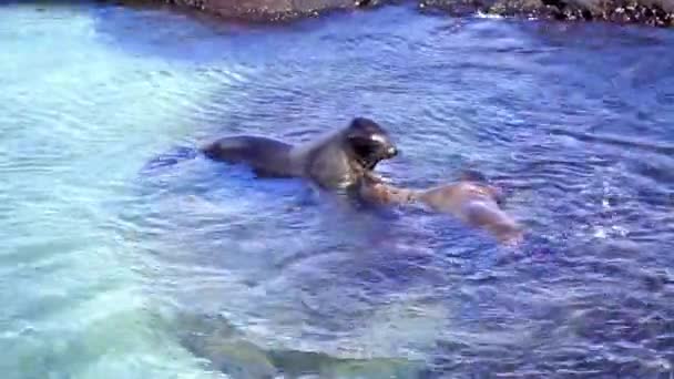 Drie zeeleeuwen in ondiep water — Stockvideo