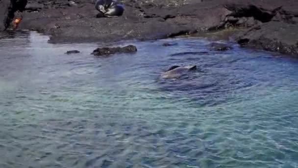 Морские львы на мелководье — стоковое видео