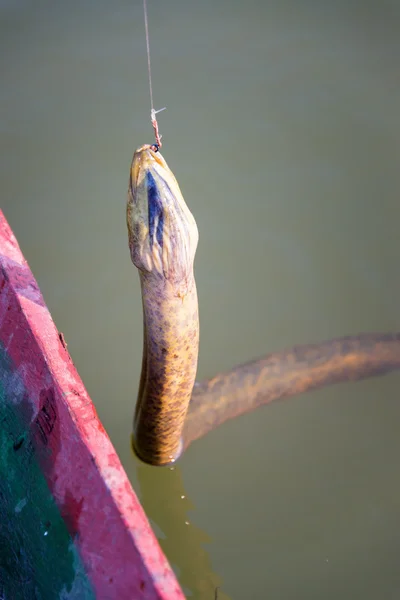 Анаконда на за рибальський гачок — стокове фото