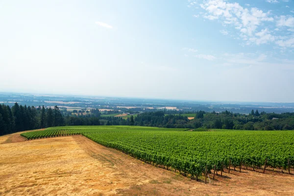 Wijngaard en Willamette Valley — Stockfoto