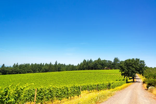 Onverharde weg in wijngaard — Stockfoto
