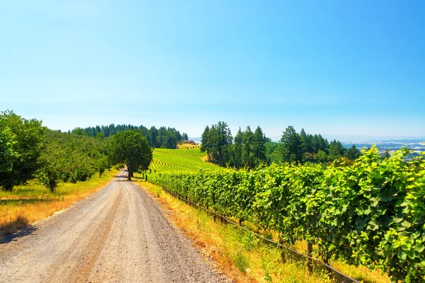 Wijngaard in Rural Oregon — Stockfoto