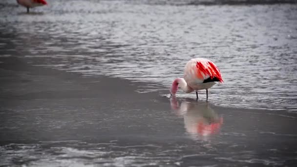 Single Flamingo Feeding — Stock Video