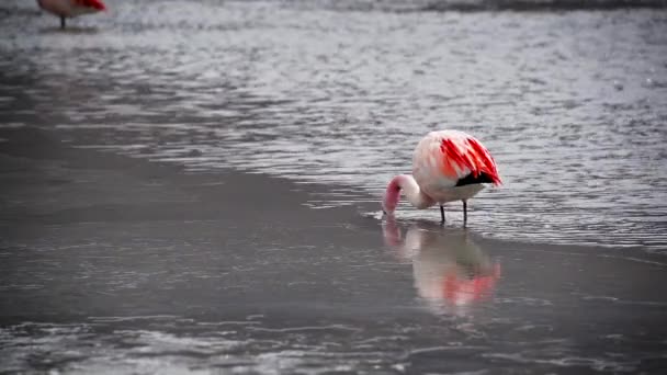 Alimentación de flamenco único — Vídeo de stock