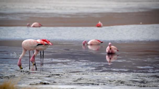 Flamingos Alimentação em um lago — Vídeo de Stock