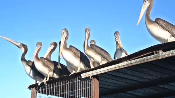 Pelikane auf einem Dach — Stockvideo