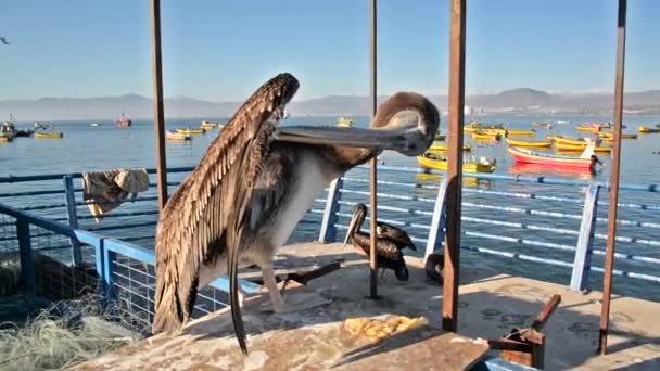 Pelícanos en Coquimbo, Chile — Vídeos de Stock