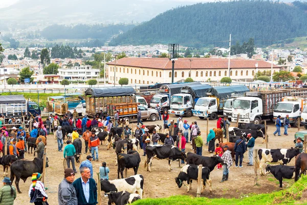 Otavalo dier markt — Stockfoto