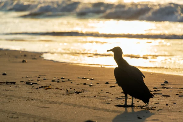 Avvoltoio su una spiaggia — Foto Stock