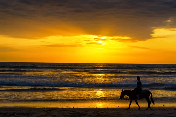 Cavaleiro em uma praia — Fotografia de Stock