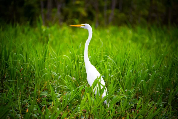 White Heron in Grass — Stock Photo, Image