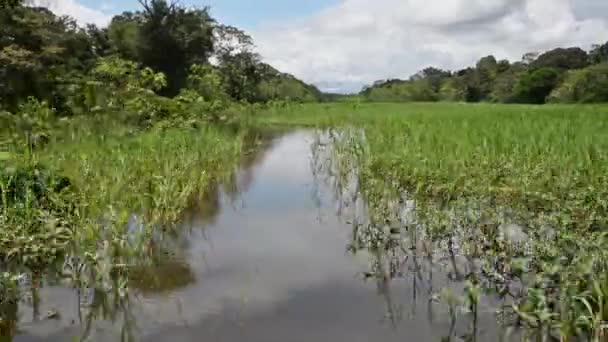Viajar por el Amazonas — Vídeo de stock