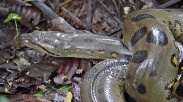 Anaconda in Peru — Stock Video